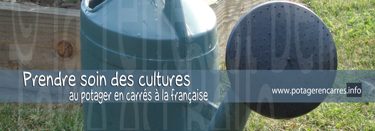 Prendre soin des cultures au potager en carrés à la française
