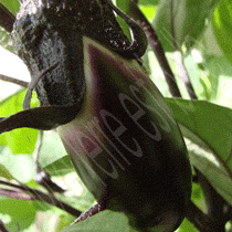 Le pays d'origine de l'aubergine cultivée au potager en carrés à la française