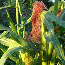 Le pays d'origine du maïs cultivé au potager en carrés à la française