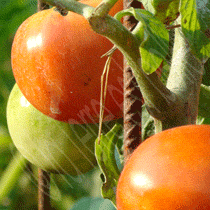 Le pays d'origine des tomates cultivées au potager en carrés à la française