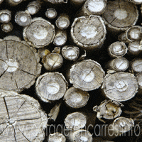Des tiges à moelle pour les insectes auxiliaires du potager en carrés